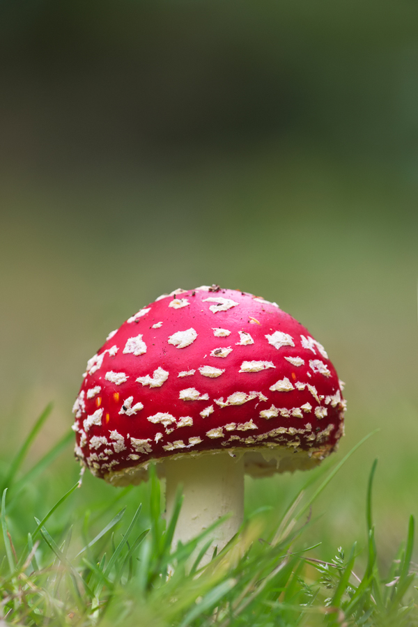 Fly Agaric 8